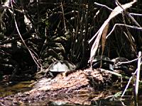 Tortue (Photo F. Mrugala) (3)